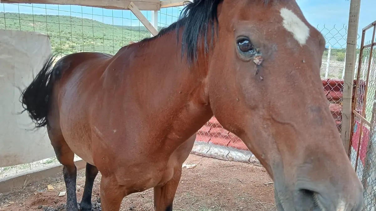 caballo foto rosy